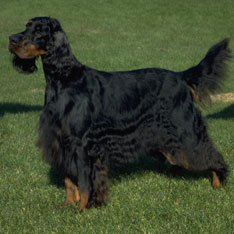 戈登赛特犬  gordon setter